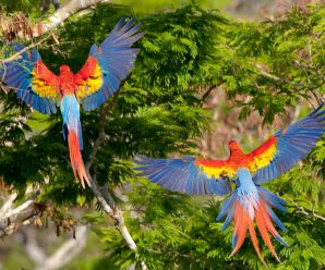 AJE PROTEGE LA GUACAMAYA ROJA EN LA RESERVA  DE LA BIOSFERA MAYA