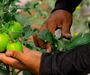 Del campo al plato: la lucha de los agricultores salvadoreños por mantener viva la producción local