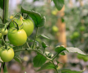 Diversificación agrícola impulsa empleo y estabilidad económica en el agro salvadoreño